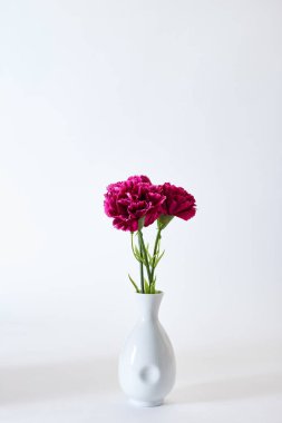 8 Mart Kadınlar Günü Çiçek Karanfil Bahar Beyaz Arka Plan, Tasarım için boş alan