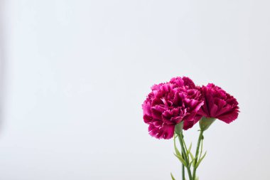 8 Mart Kadınlar Günü Çiçek Karanfil Bahar Beyaz Arka Plan, Tasarım için boş alan