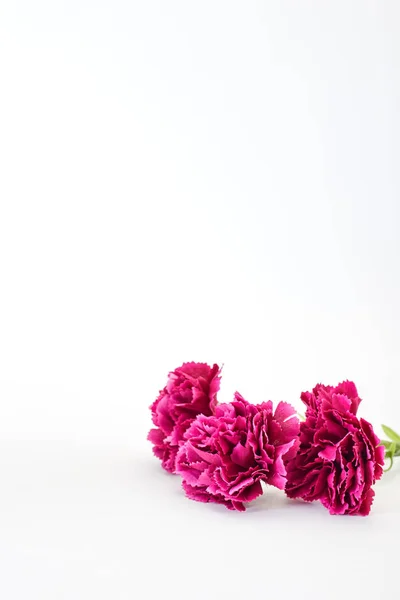 Março Dia Das Mulheres Flor Cravo Primavera Fundo Branco Espaço — Fotografia de Stock