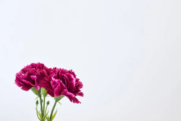 Março Dia Das Mulheres Flor Cravo Primavera Fundo Branco Espaço — Fotografia de Stock