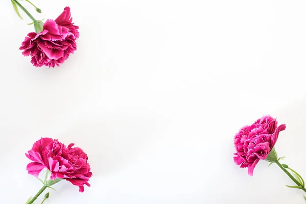 March Women Day Flower Carnation Spring White Background Empty Space Stock Image