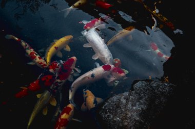 Havuzda renkli fantezi sazan balık Japonya koi balık. Japonya Geleneksel Sanat Arka Plan doğa konsepti.