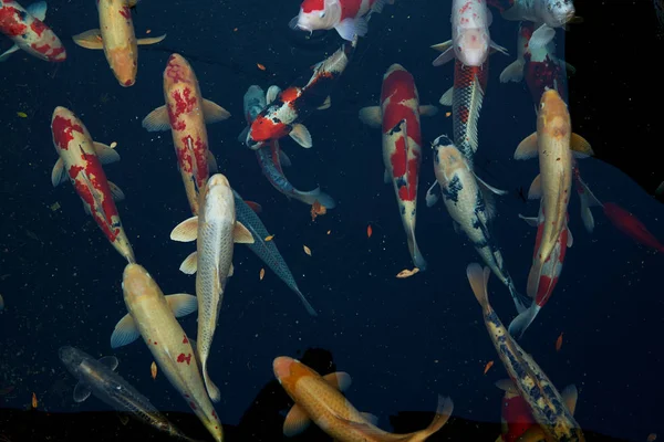 Barevná Koi Ryba Detail Pestré Japonské Rybky Rybníku — Stock fotografie