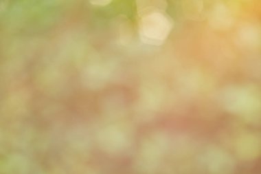 güneş ışığı doğa glitter yeşil renk doğa bokeh odak yumuşak bulanıklık soyut arka plan yumuşak ışık ve maske metin eklemek için alan kopyalayın