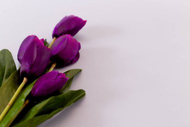 Violet Taze Bahar Laleler Çiçekler Konsept Kadın günü Tebrik Kartı Sevgililer Parlak Mor Arka Plan Doğal Işık