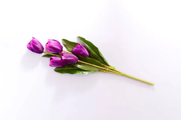 Violeta Fresca Primavera Tulipas Flores Conceito Dia Mulher Saudação Cartão — Fotografia de Stock