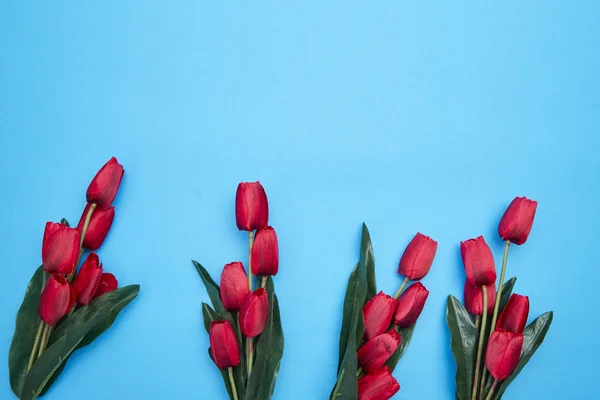 Flores de tulipas vermelhas no fundo azul — Fotografia de Stock