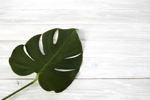 Μονστέρα πράσινα φύλλα σε άσπρο φόντο ξύλινη — Φωτογραφία Αρχείου