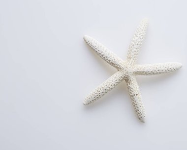 beyaz zemin üzerinde yıldız balık