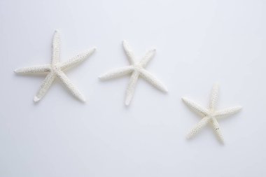 beyaz zemin üzerinde yıldız balık