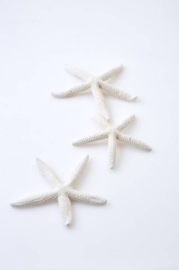 beyaz zemin üzerine beyaz deniz yıldızı