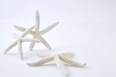 beyaz zemin üzerine beyaz deniz yıldızı