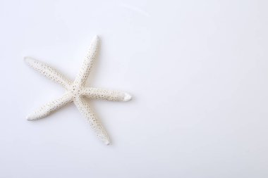 beyaz zemin üzerine beyaz deniz yıldızı
