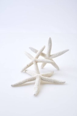 beyaz zemin üzerine beyaz deniz yıldızı
