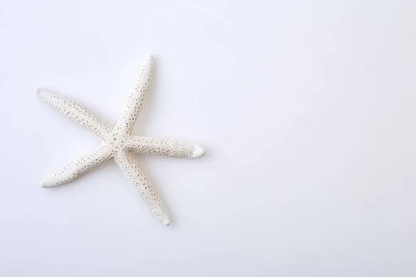 Étoile de mer blanche sur fond blanc — Photo