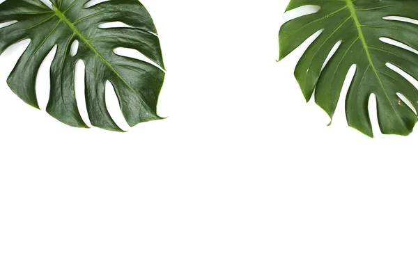 Monstera Blätter auf weißem Hintergrund — Stockfoto