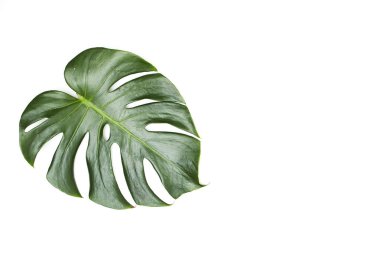 Monstera beyaz arka plan üzerinde bırakır