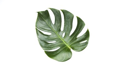 Monstera beyaz arka plan üzerinde bırakır