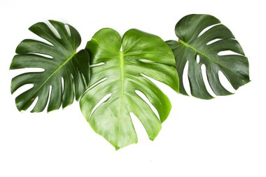 Monstera beyaz arka plan üzerinde bırakır