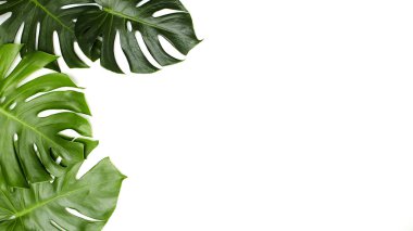Monstera beyaz arka plan üzerinde bırakır