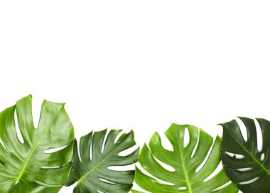 Monstera beyaz arka plan üzerinde bırakır