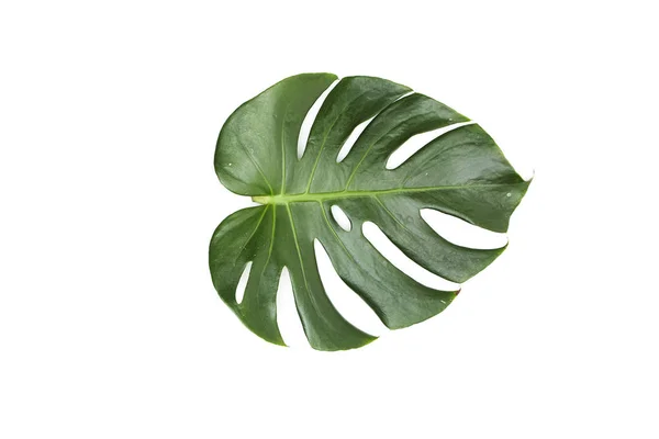 白い背景の葉のモンステラ — ストック写真