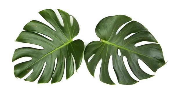 Monstera beyaz arka plan üzerinde bırakır