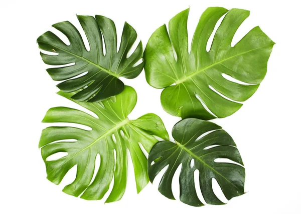 Monstera beyaz arka plan üzerinde bırakır