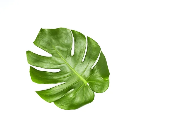 Monstera blad på vit bakgrund — Stockfoto