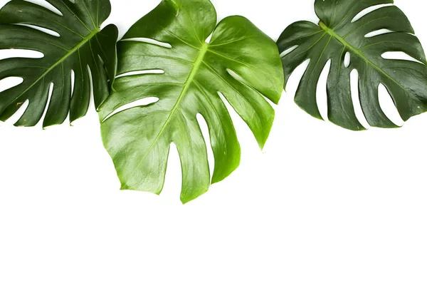 Monstera foglie su sfondo bianco — Foto Stock