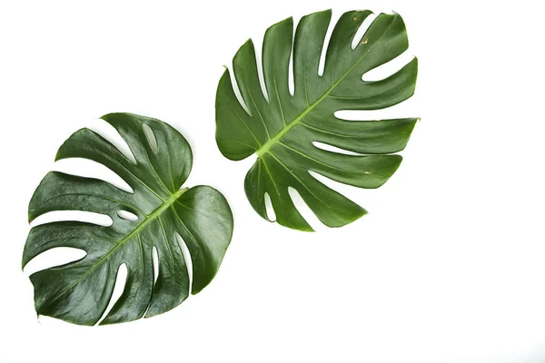 Monstera beyaz arka plan üzerinde bırakır