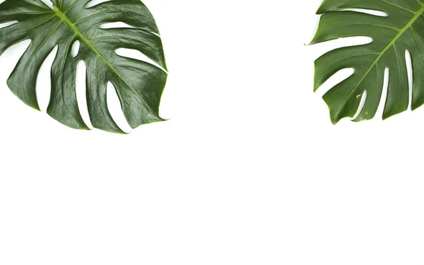 Monstera folhas no fundo branco — Fotografia de Stock