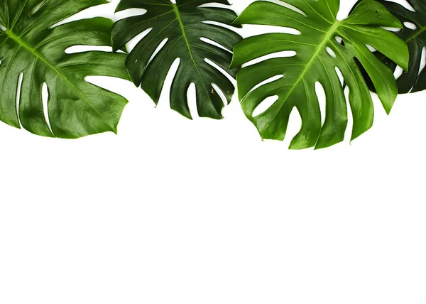 Monstera листья на белом фоне — стоковое фото