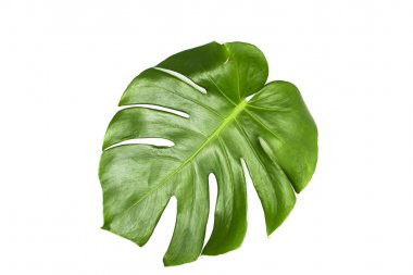 Monstera beyaz arka plan üzerinde bırakır