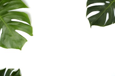 Monstera beyaz arka plan üzerinde bırakır