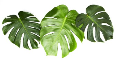 Monstera beyaz arka plan üzerinde bırakır