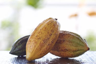 kakao bakla ahşap masa üzerinde yatıyordu