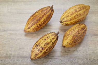 Masada taze kakao bakla