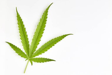 Beyaz arka planda esrar fan yaprağı