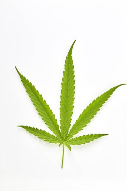 Beyaz arka planda esrar fan yaprağı