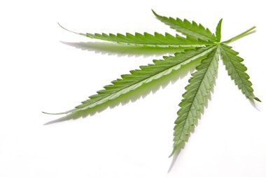 Beyaz arka planda esrar fan yaprağı