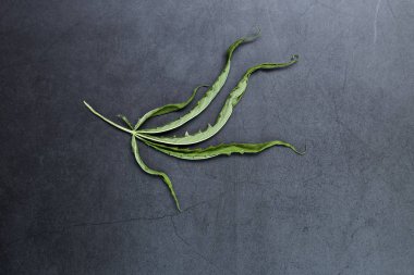 Tıbbi esrar esrar yaprakları