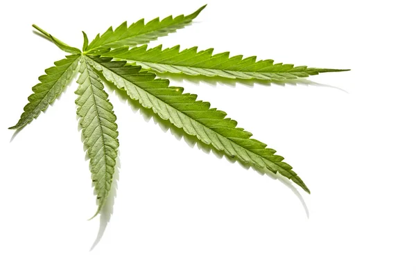 Beyaz arka planda esrar fan yaprağı