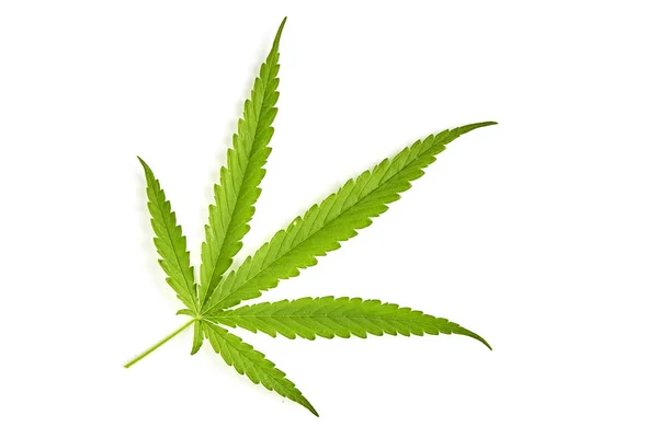 大麻风扇叶子在白色背景 — 图库照片