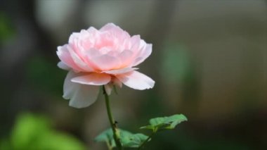 Bahçe yaz sabah saatlerinde yeşil bir çalı üzerinde Blossom Pembe güller