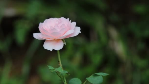 Τριαντάφυλλο Ροζ Τριαντάφυλλα Ένα Πράσινο Θάμνο Στον Κήπο Θερινή Ώρα — Αρχείο Βίντεο