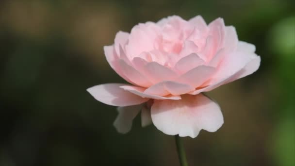 Blossom Rosa Rosor Grön Buske Trädgården Sommarmorgon Tid — Stockvideo