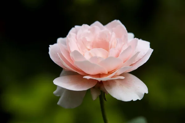 Розовые розы на зеленом кусте летом — стоковое фото