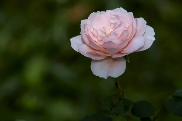 Pink roses on a green bush summer — Stock Photo, Image