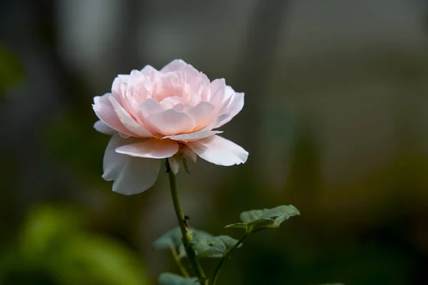 Розовые розы на зеленом кусте летом — стоковое фото